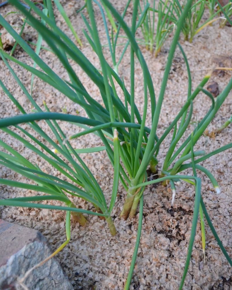 Aromatic Green Onions