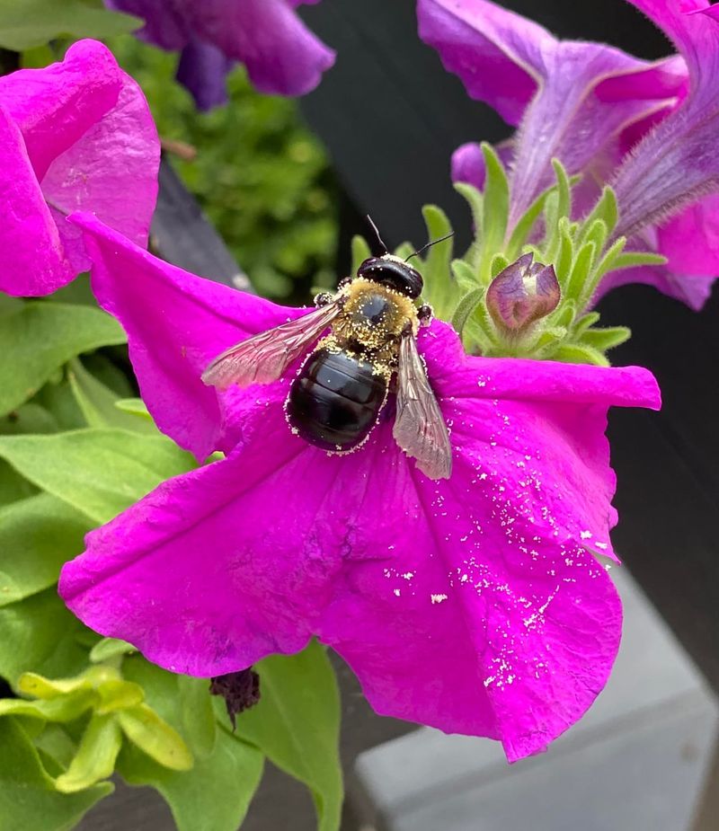 Attracting Pollinators to Your Outdoor Space