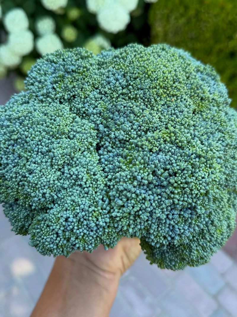 Robust Broccoli Crowns