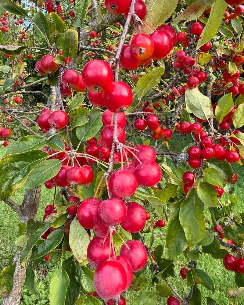 Crabapple
