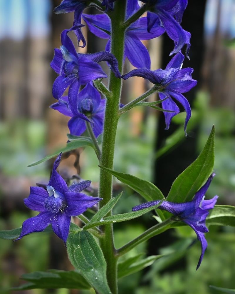 Larkspur