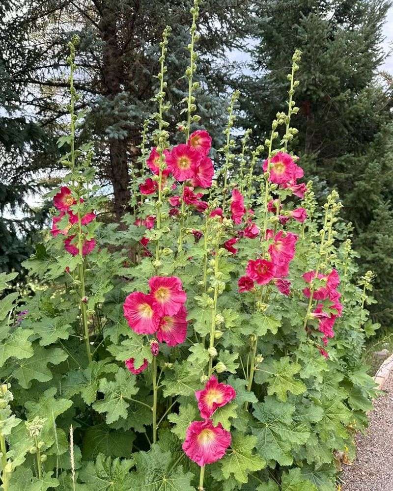 Hollyhocks