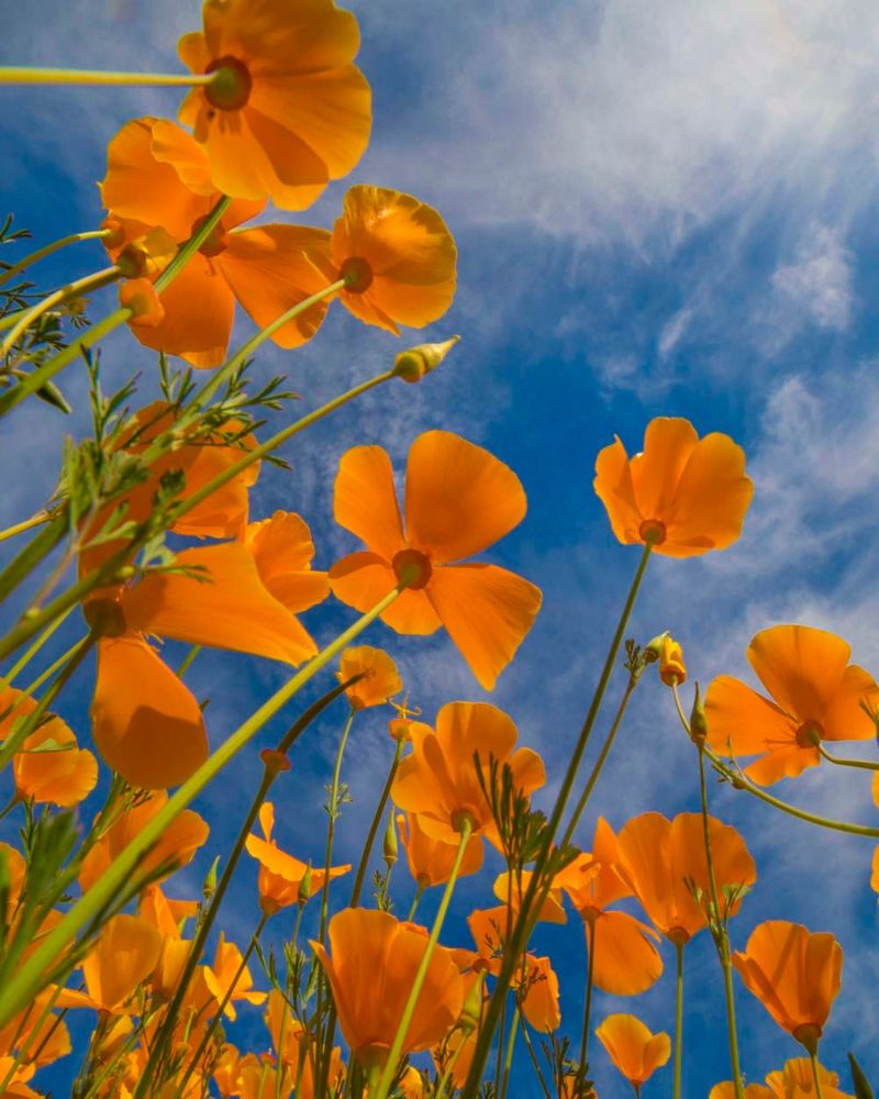 California Poppies