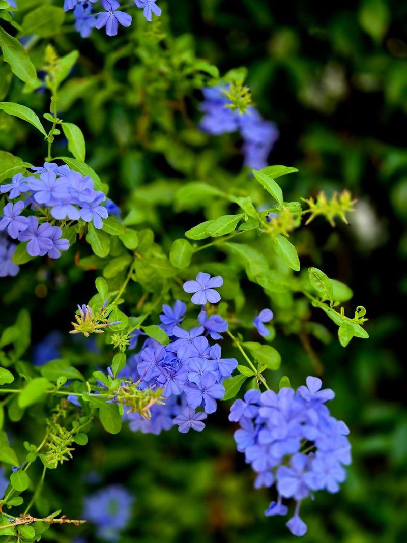 Leadwort