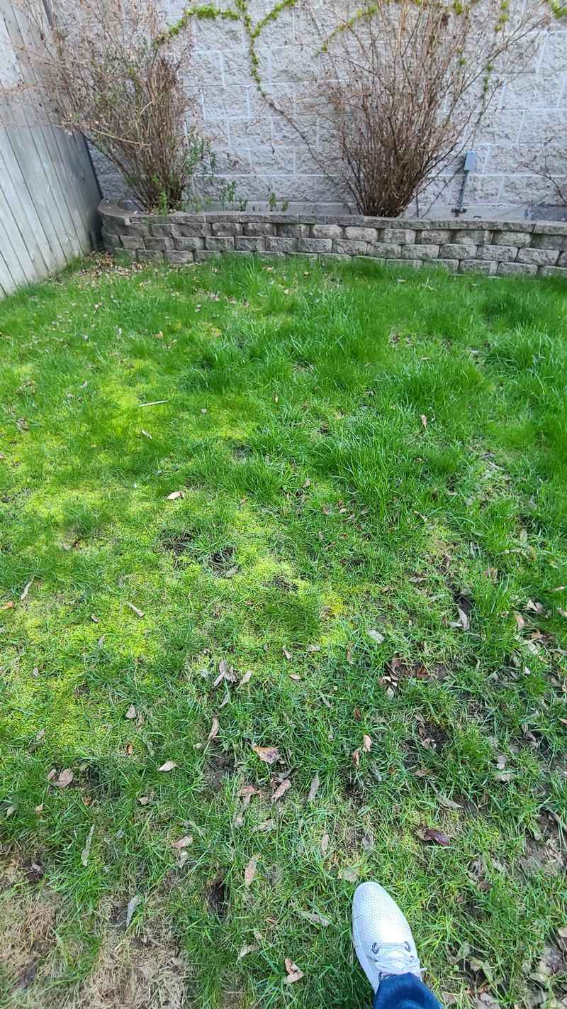 Eliminating Moss In Shady Yard Areas