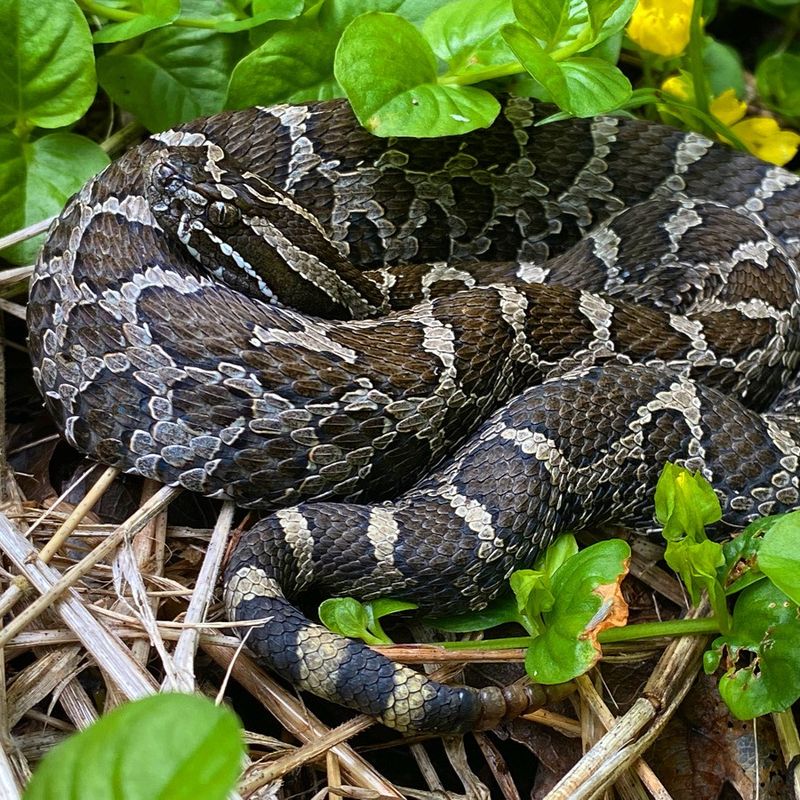 Massasauga Rattlesnake