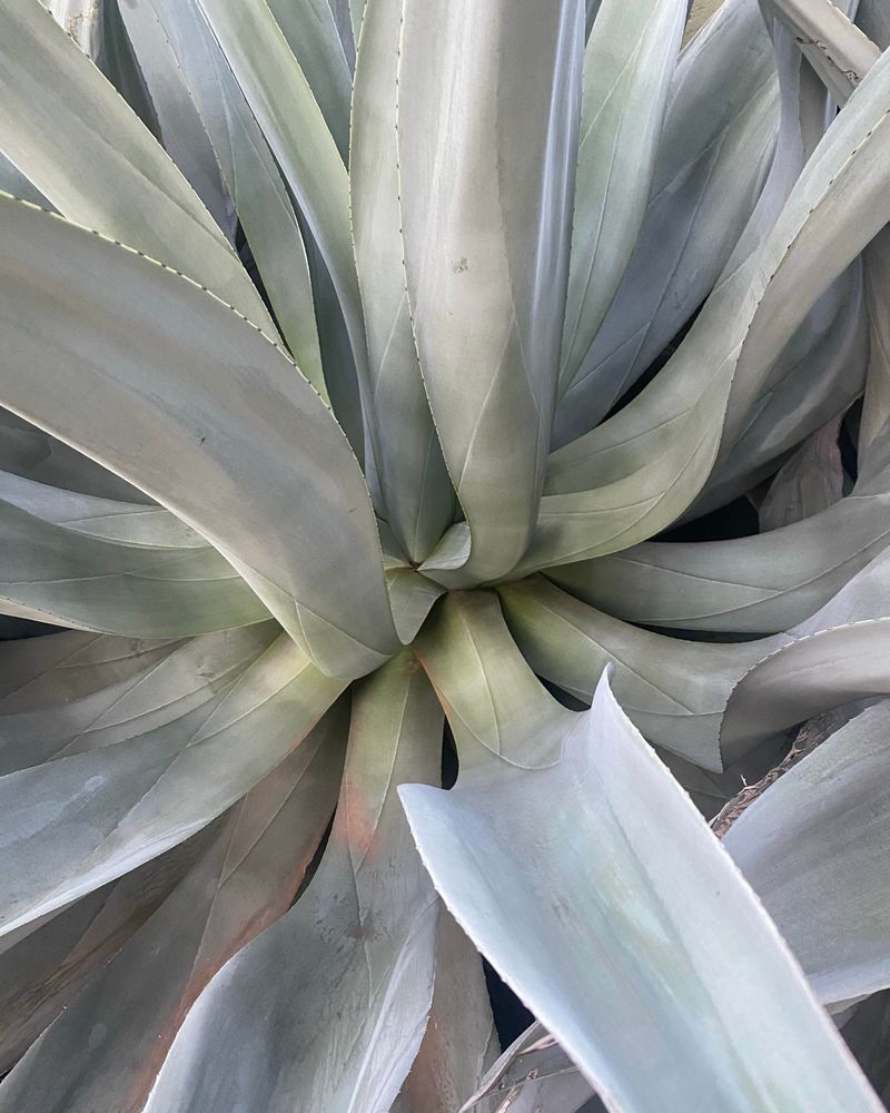 Non-Native Thirsty Plants