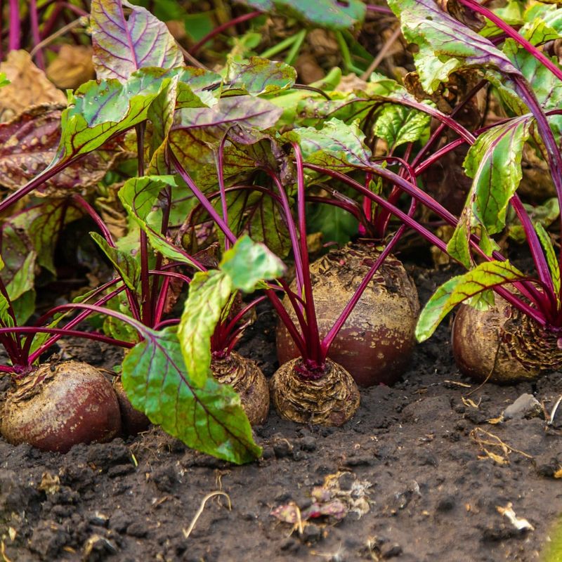 Beets
