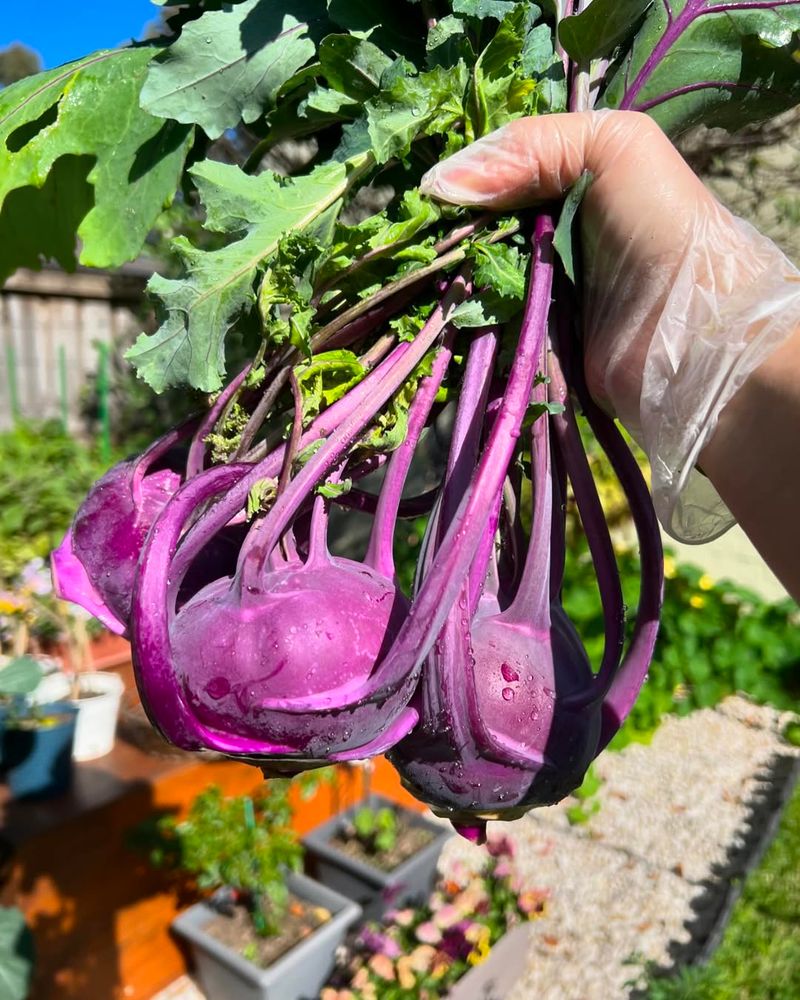 Kohlrabi