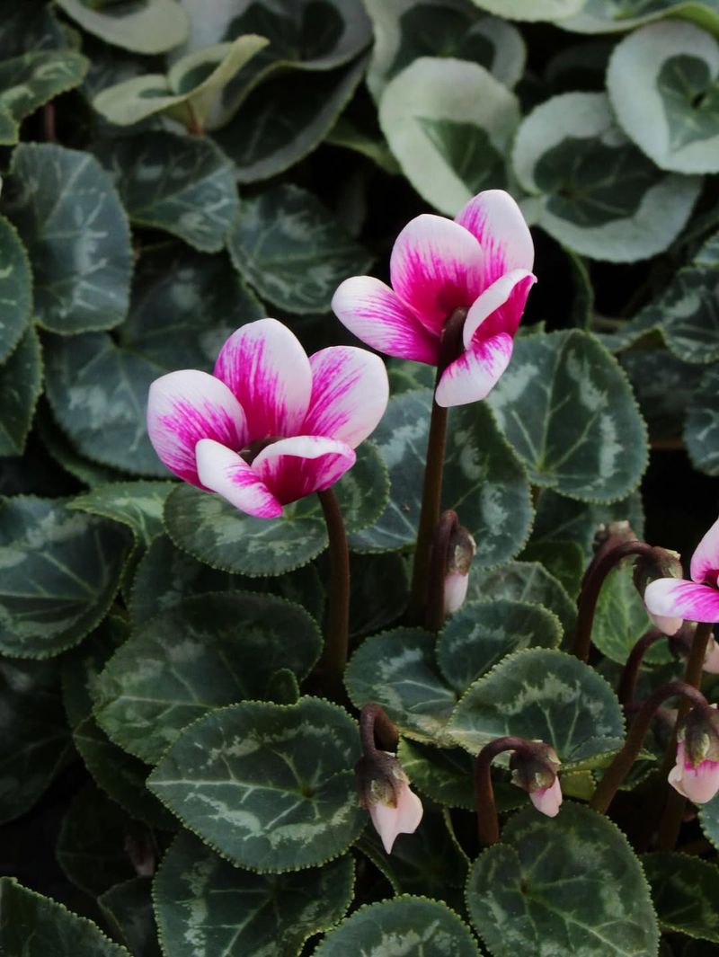 Cyclamen