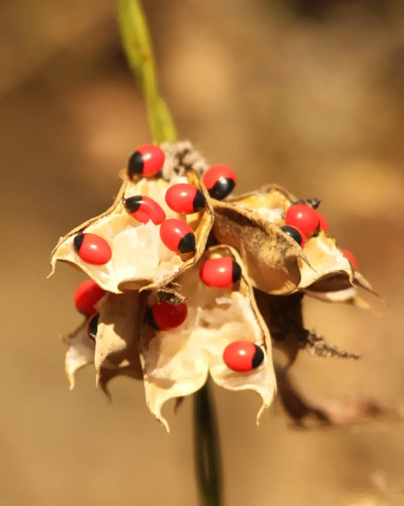 Rosary Pea