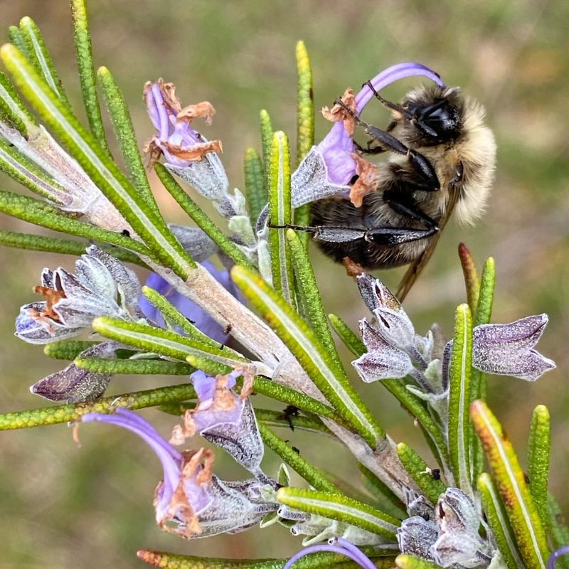 Attracting Beneficial Pollinators