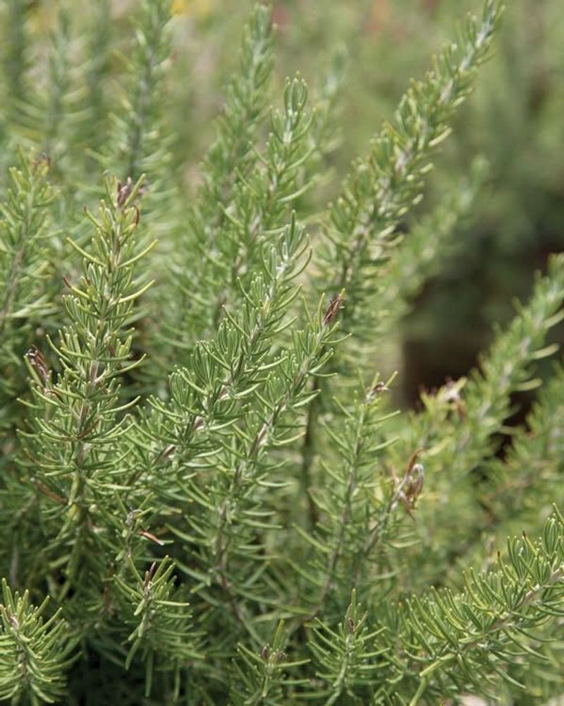 Improves Air Quality Around Your Entrance