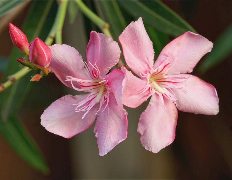 No Antidote Exists For Oleander Poisoning