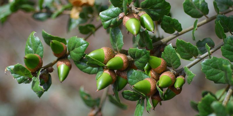 Climate Patterns Favoring Acorn Development