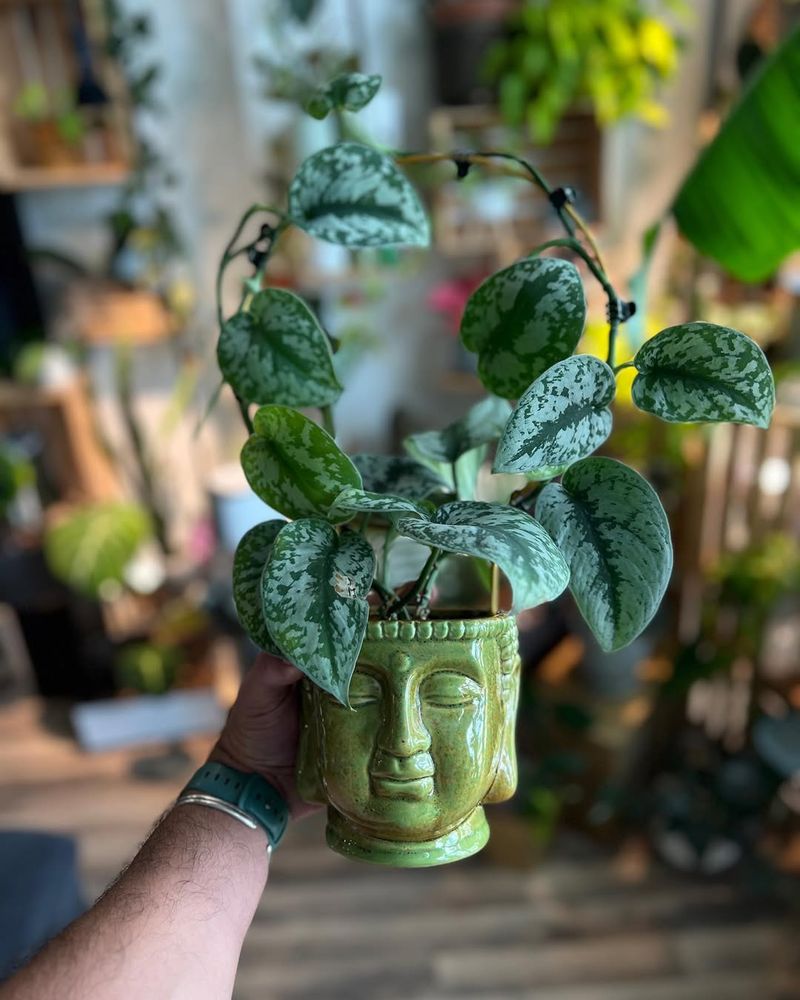 Scindapsus Pictus Exotica