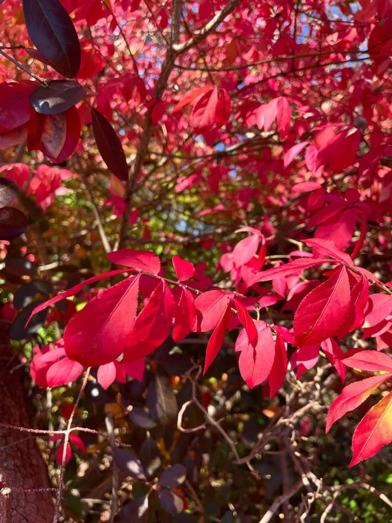 Invasive Ornamental Plants