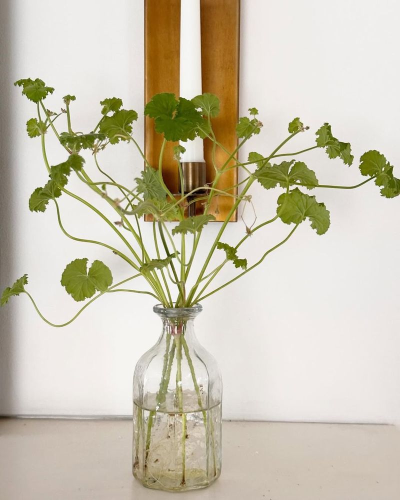 #1 Snip Some Stems From Geraniums Now