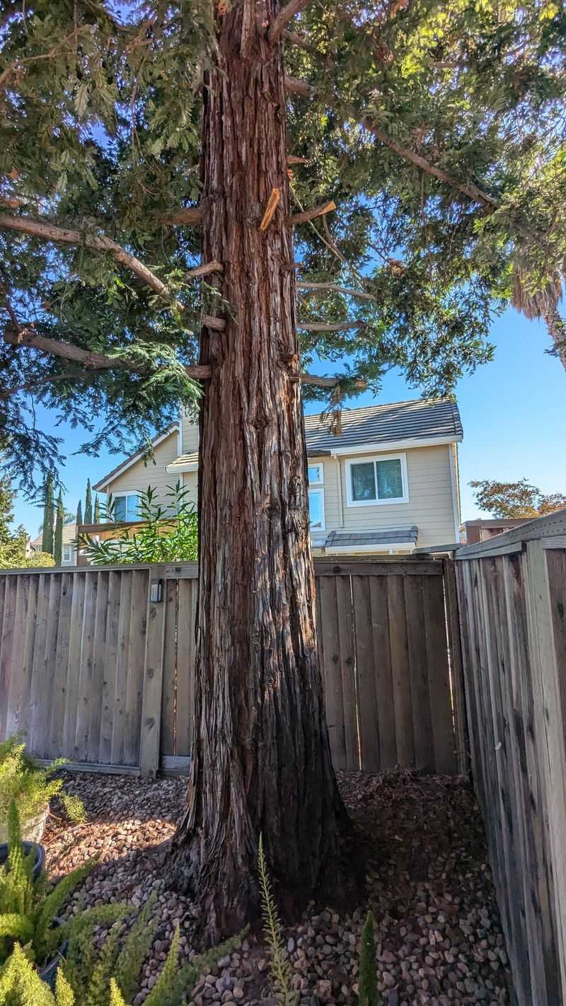 When Protected Trees Are Involved