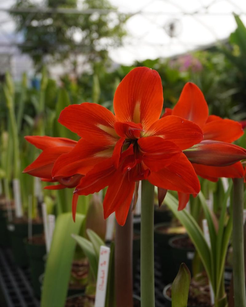 Orange Buds Bring Warm Holiday Tones