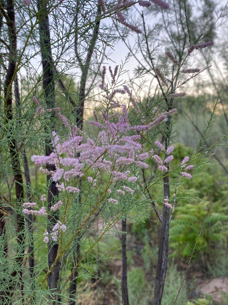 Salt Cedar (Tamarisk)