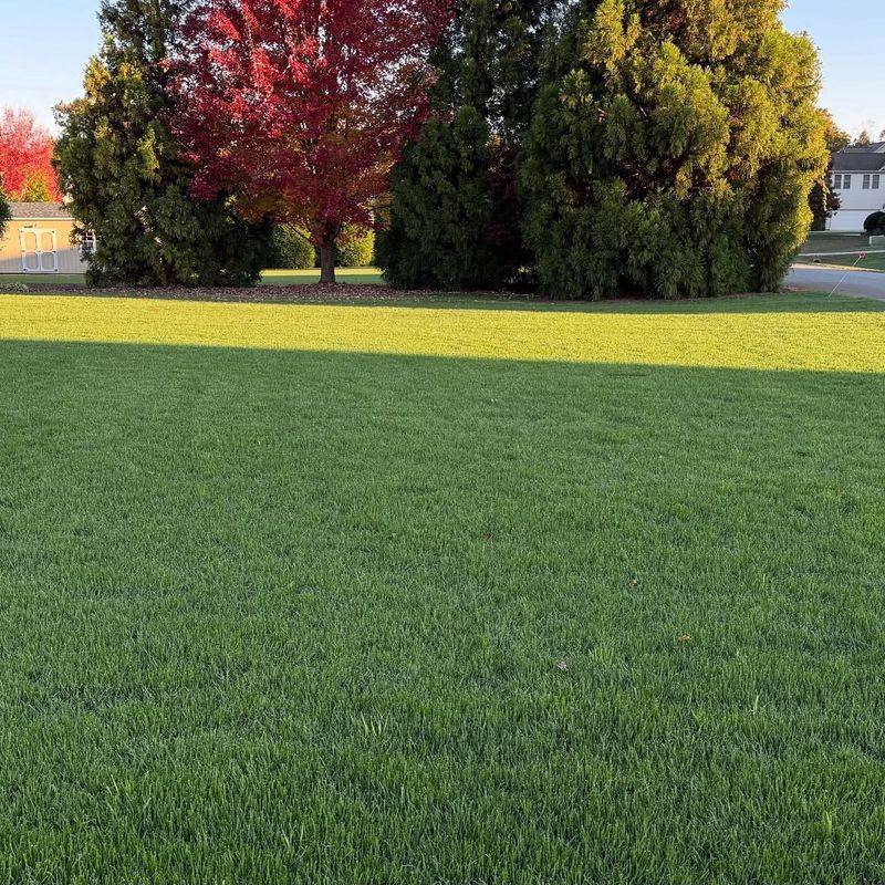 Turf-Type Tall Fescue