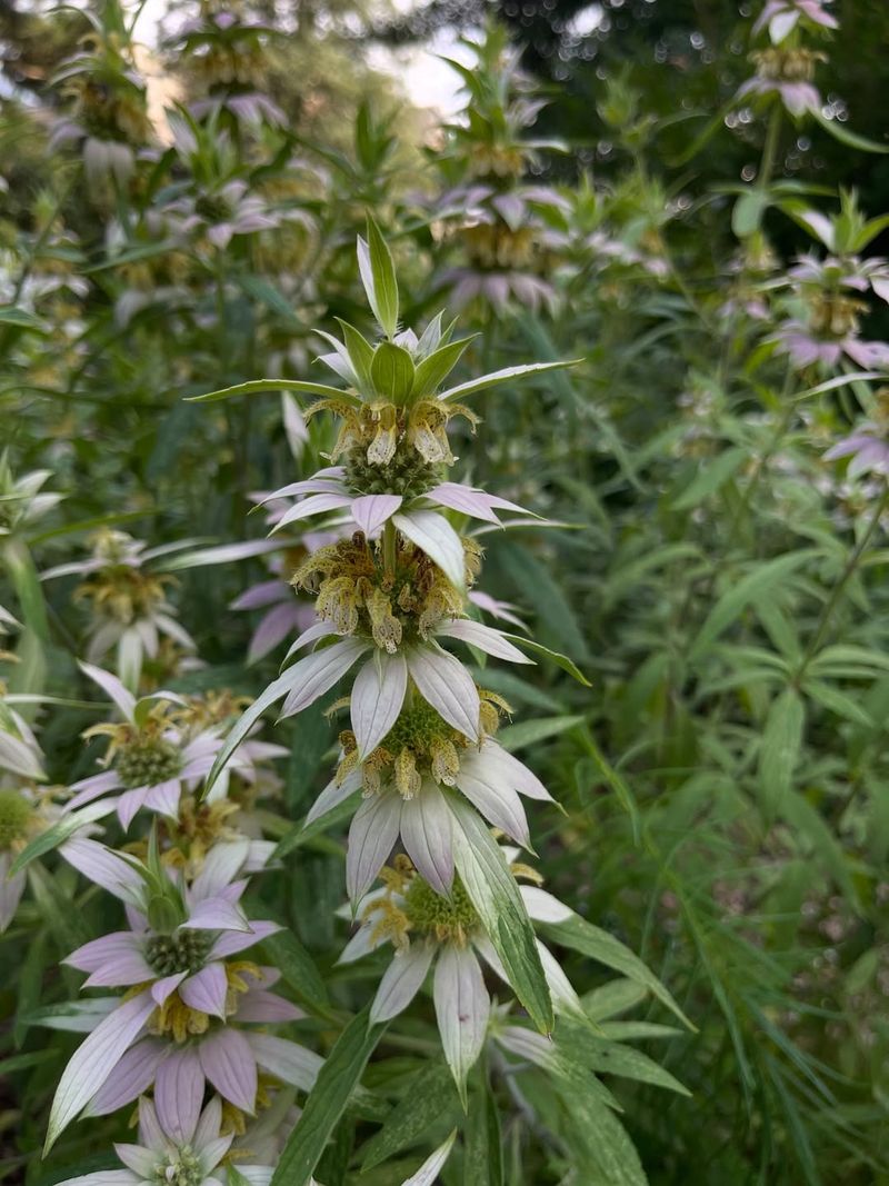 Drought Tolerance Ensures Consistent Food Supply Throughout Summer