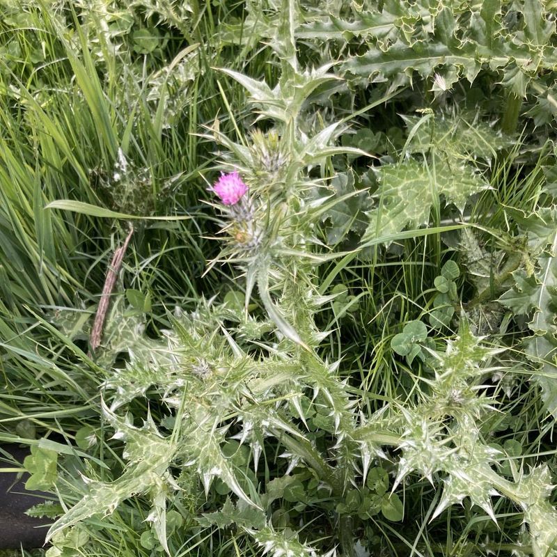 Canada Thistle