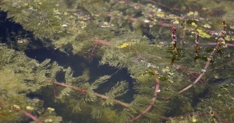 Eurasian Watermilfoil