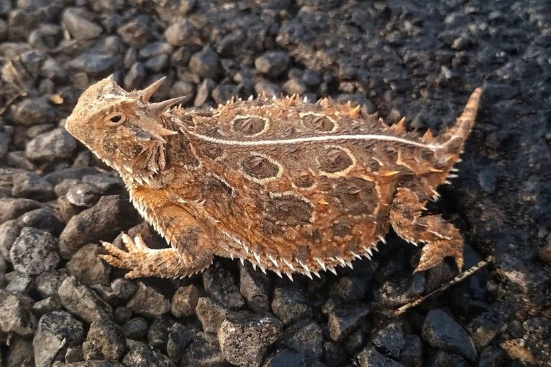 Horned Lizards