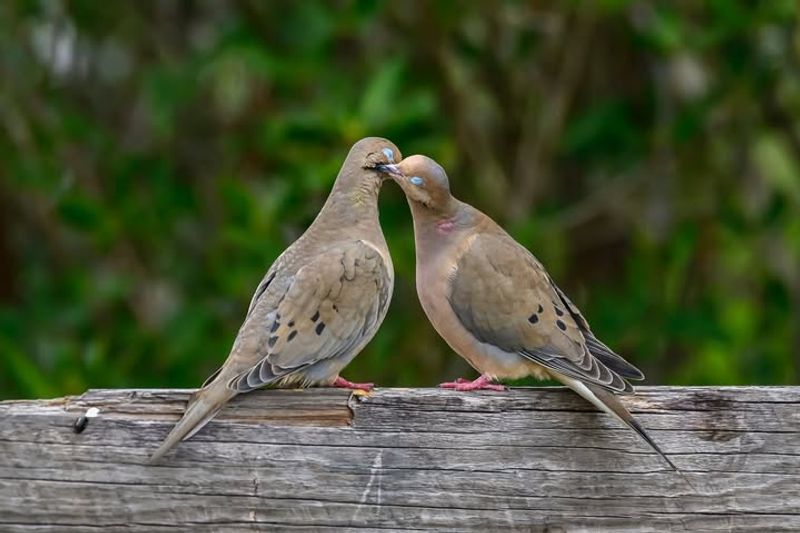 Mourning Doves