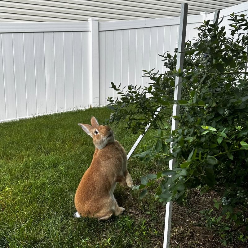 Encouraging A Healthier Yard Ecosystem