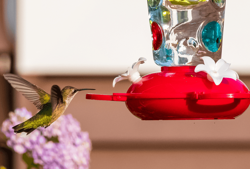 Track Local Sightings Online