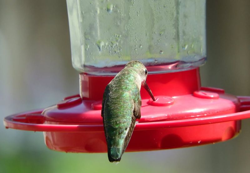 Don't Worry About Delaying Migration