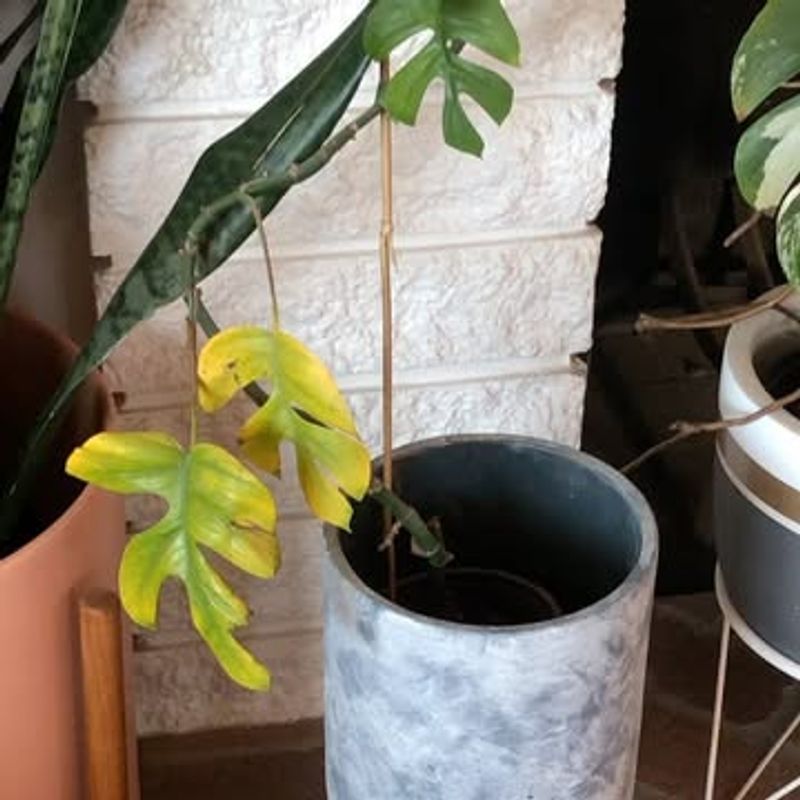 Nutrient Deficiency In Dormant Season