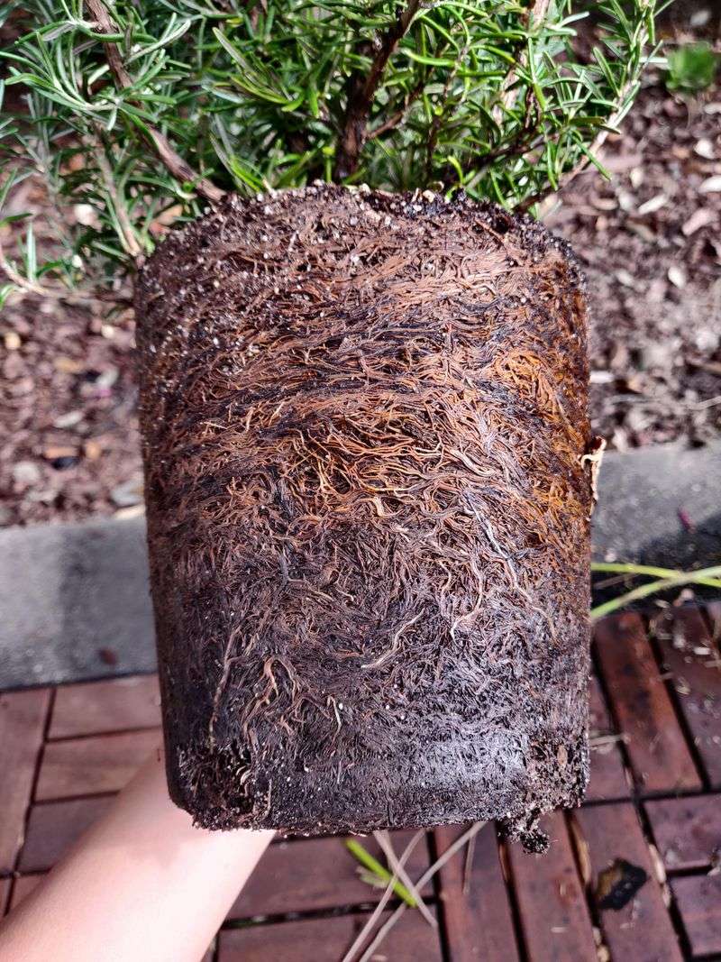 The Roots Are Crowded In A Small Container