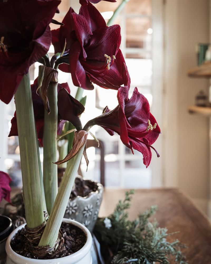 Light Positioning Prevents Leaning Stalks