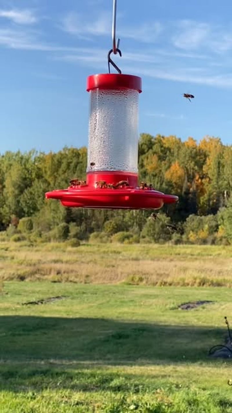 No Hummingbirds Visited for Two Weeks