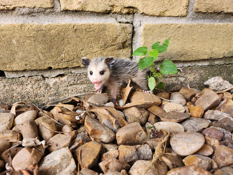 Baby Possums Require Special Care