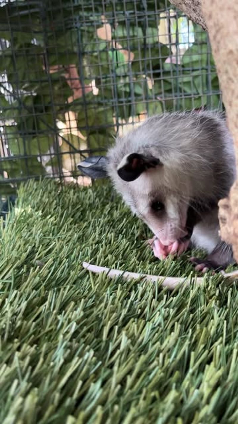 Gentle and Non-Aggressive Nature