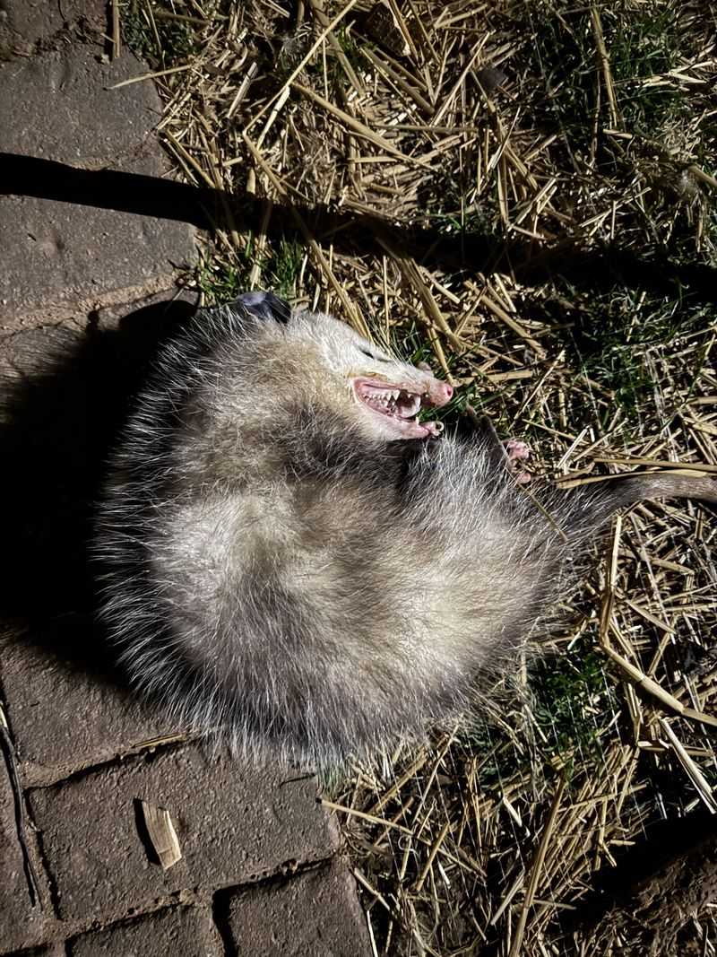 Non-Aggressive Nature and Behavior