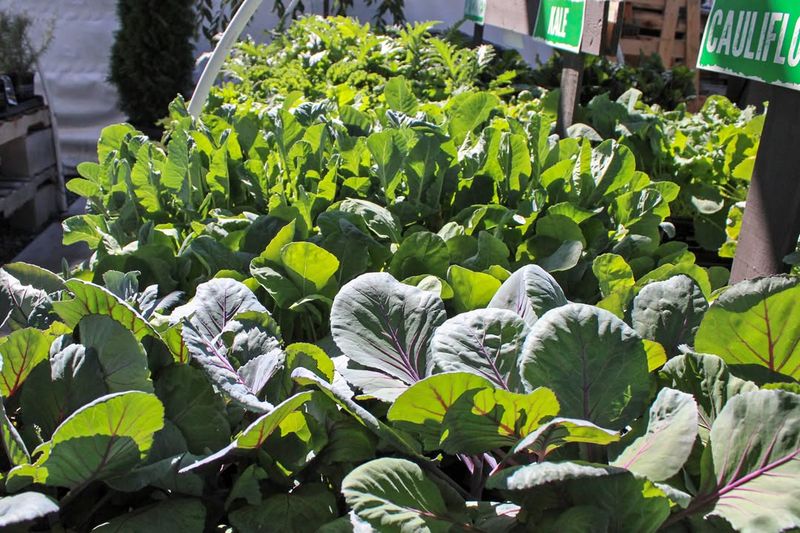 Classic Collard Greens