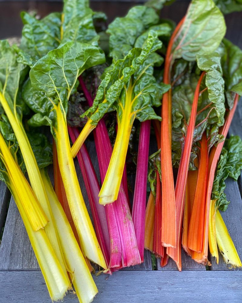 Colorful Swiss Chard