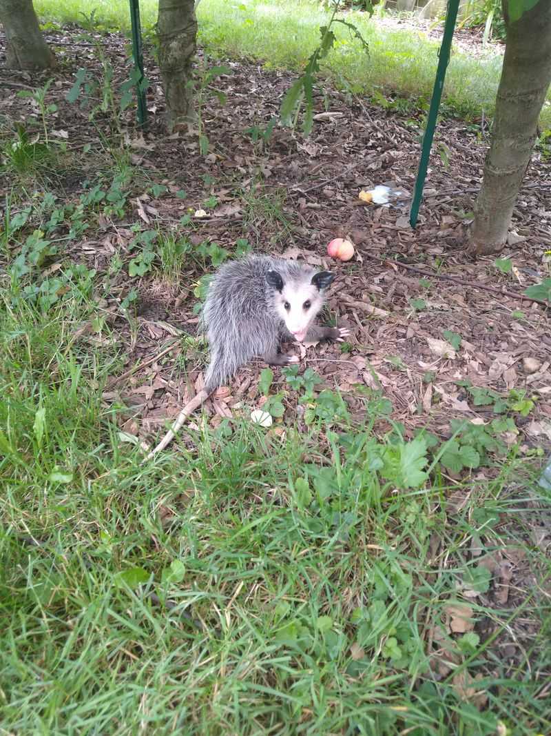 Possums Are Actually Beneficial to Your Property