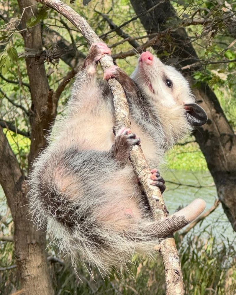 Opossum Families Nesting in Branches