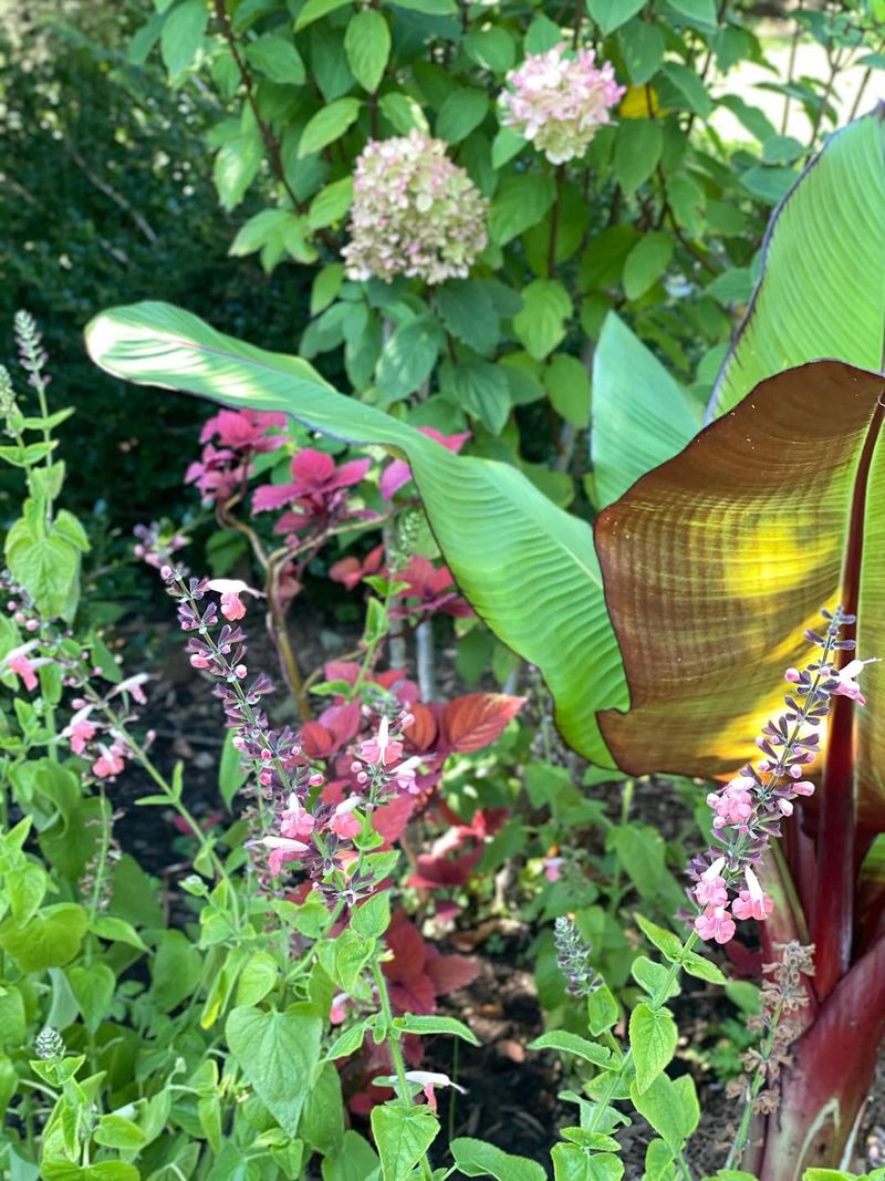 Divide Overgrown Perennials