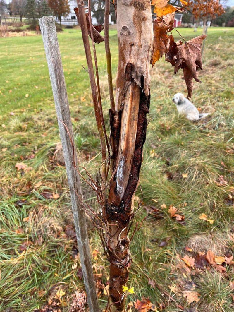 Checking for Rodent Damage