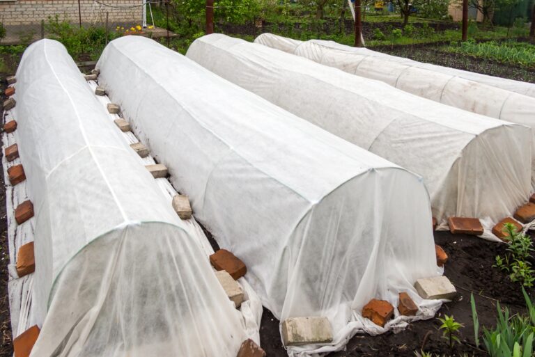 frost protection (featured image)