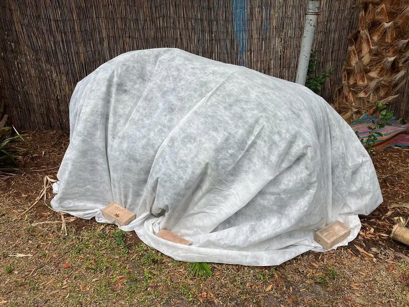 Covering Plants with Frost Blankets