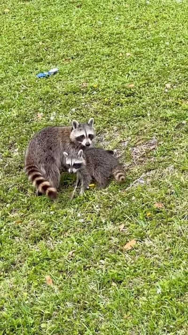 Mother Raccoons Become Extremely Aggressive
